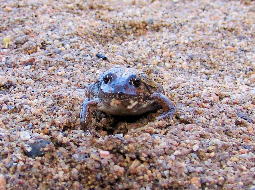 Main’s Frog (Cyclorana maini), Simpsons Gap