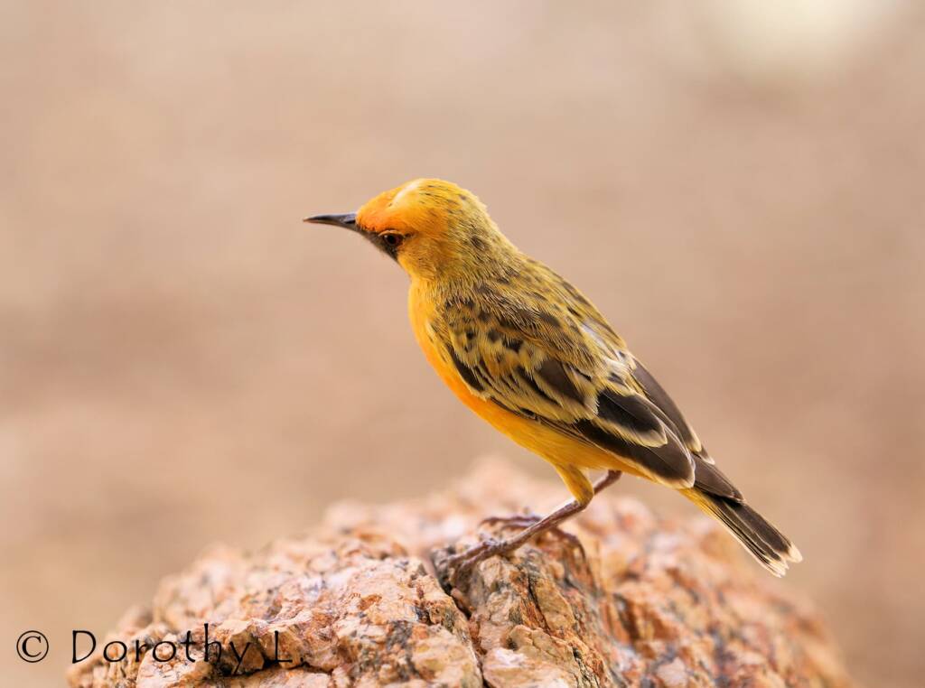 Orange Chat (Epthianura aurifrons)