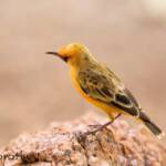 Orange Chat (Epthianura aurifrons)