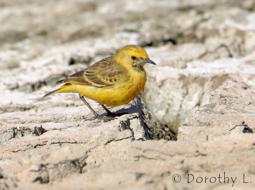 Orange Chat (Epthianura aurifrons)
