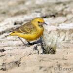 Orange Chat (Epthianura aurifrons)