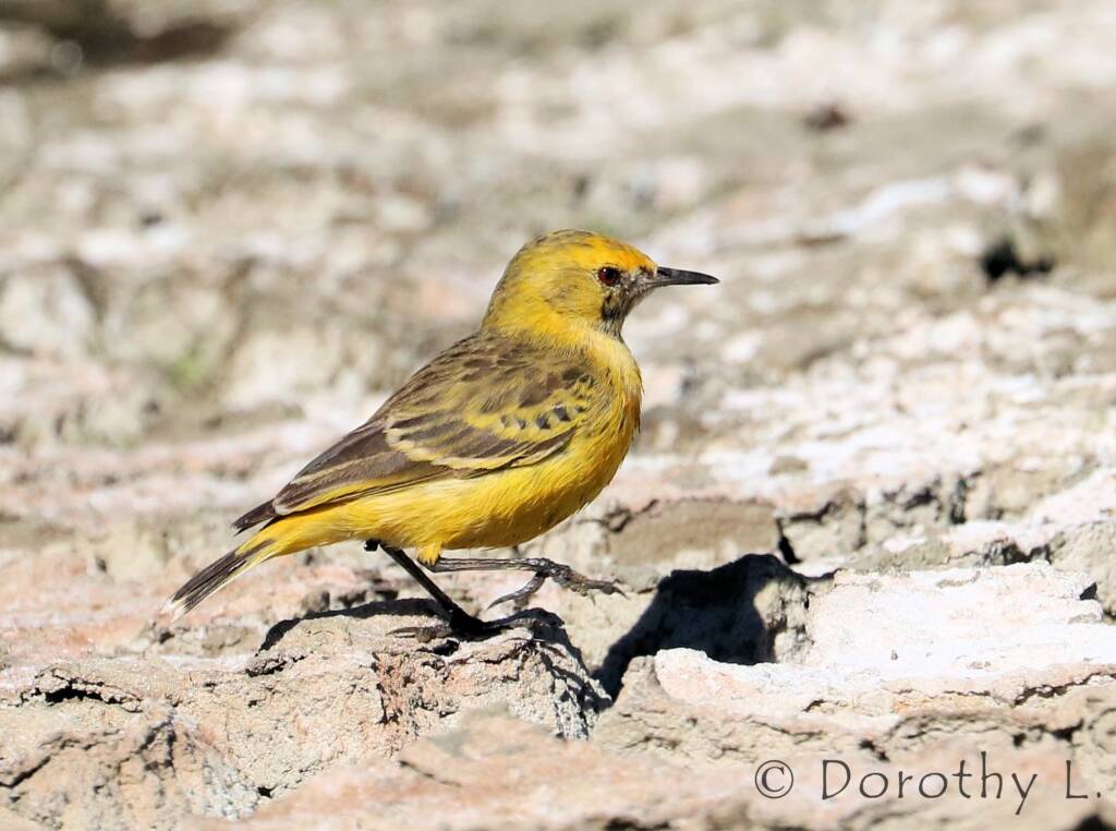 Orange Chat (Epthianura aurifrons)