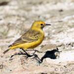 Orange Chat (Epthianura aurifrons)