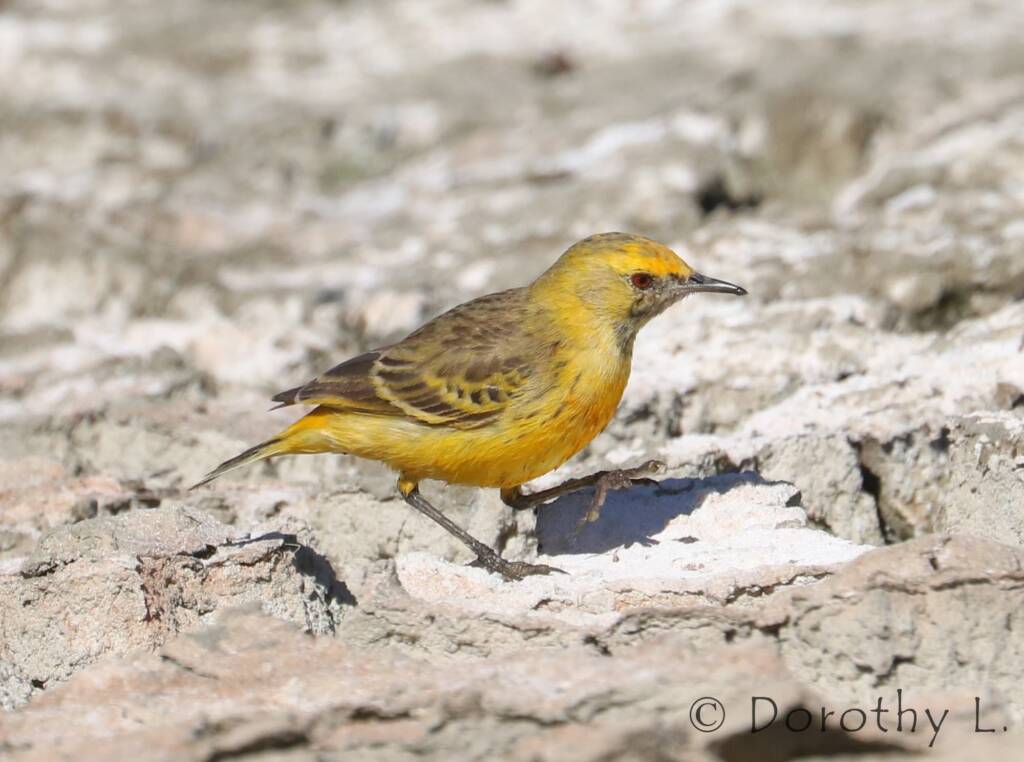 Orange Chat (Epthianura aurifrons)