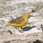 Orange Chat (Epthianura aurifrons)