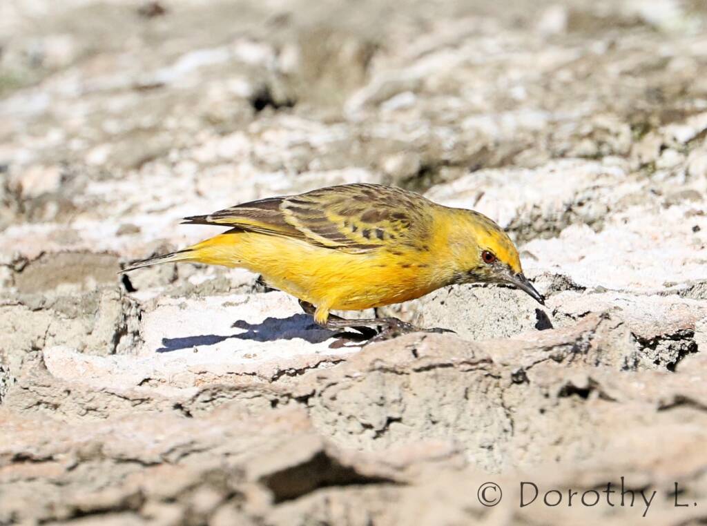 Orange Chat (Epthianura aurifrons)