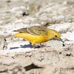 Orange Chat (Epthianura aurifrons)