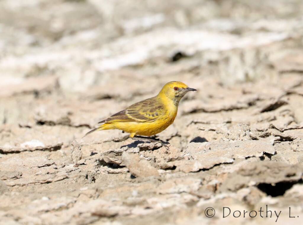 Orange Chat (Epthianura aurifrons)