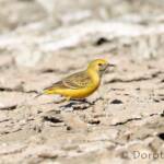 Orange Chat (Epthianura aurifrons)