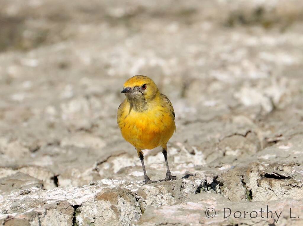 Orange Chat (Epthianura aurifrons)