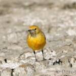 Orange Chat (Epthianura aurifrons)