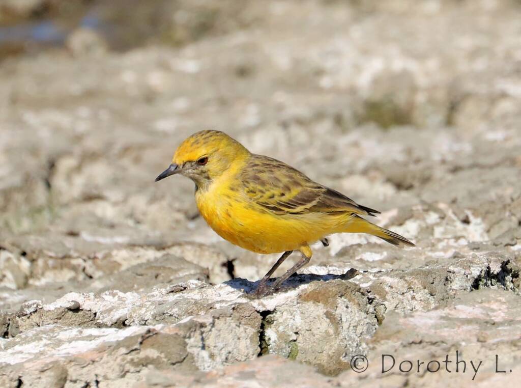 Orange Chat (Epthianura aurifrons)