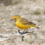 Orange Chat (Epthianura aurifrons)