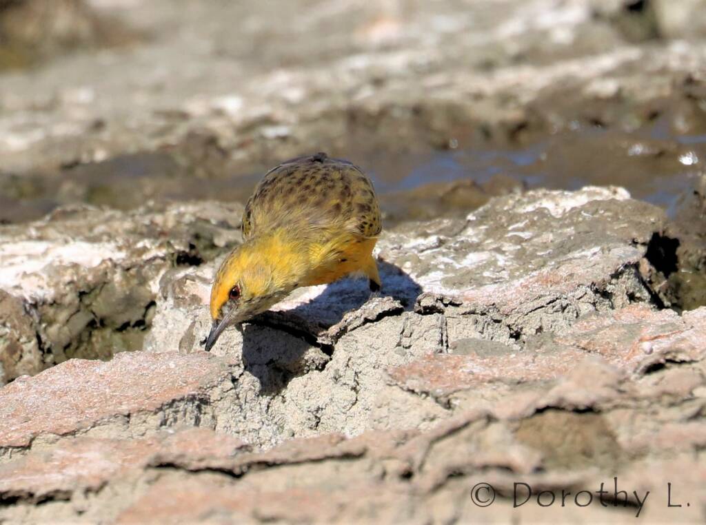 Orange Chat (Epthianura aurifrons)