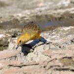 Orange Chat (Epthianura aurifrons)