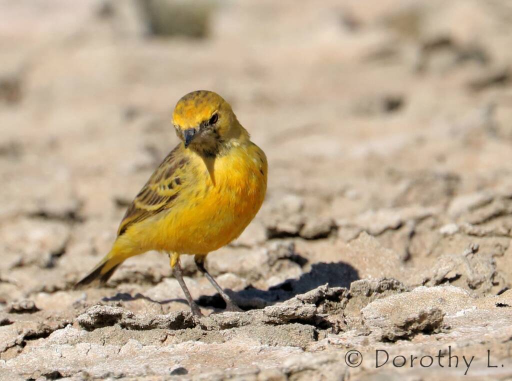 Orange Chat (Epthianura aurifrons)