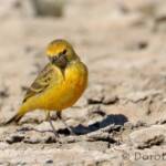 Orange Chat (Epthianura aurifrons)
