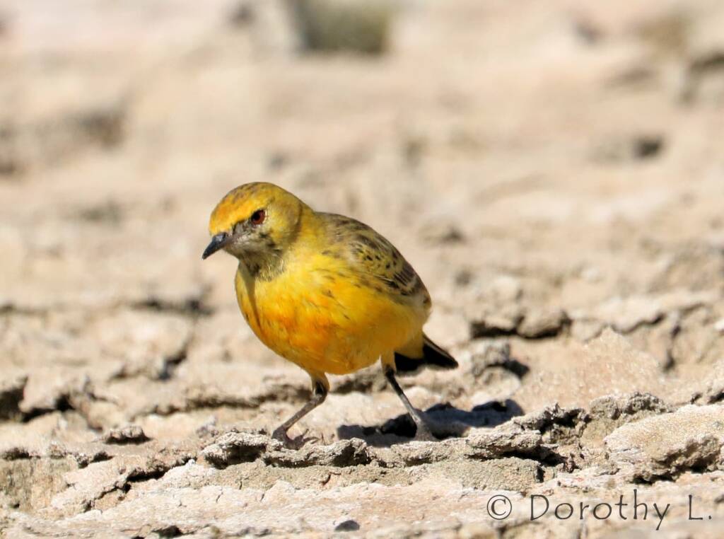 Orange Chat (Epthianura aurifrons)