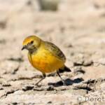 Orange Chat (Epthianura aurifrons)