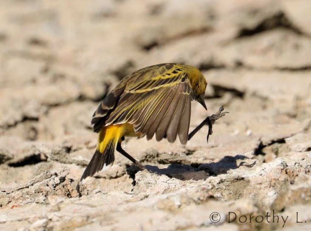 Orange Chat (Epthianura aurifrons)