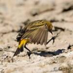 Orange Chat (Epthianura aurifrons)