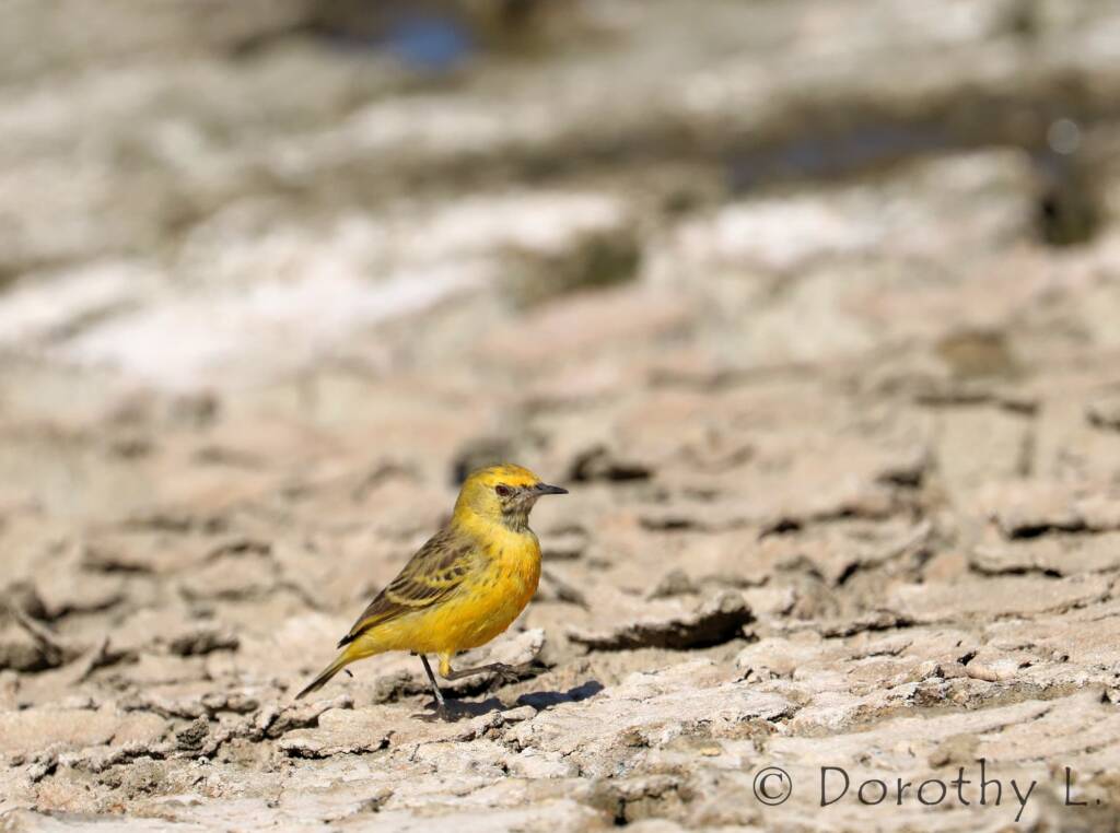 Orange Chat (Epthianura aurifrons)