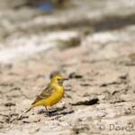Orange Chat (Epthianura aurifrons)