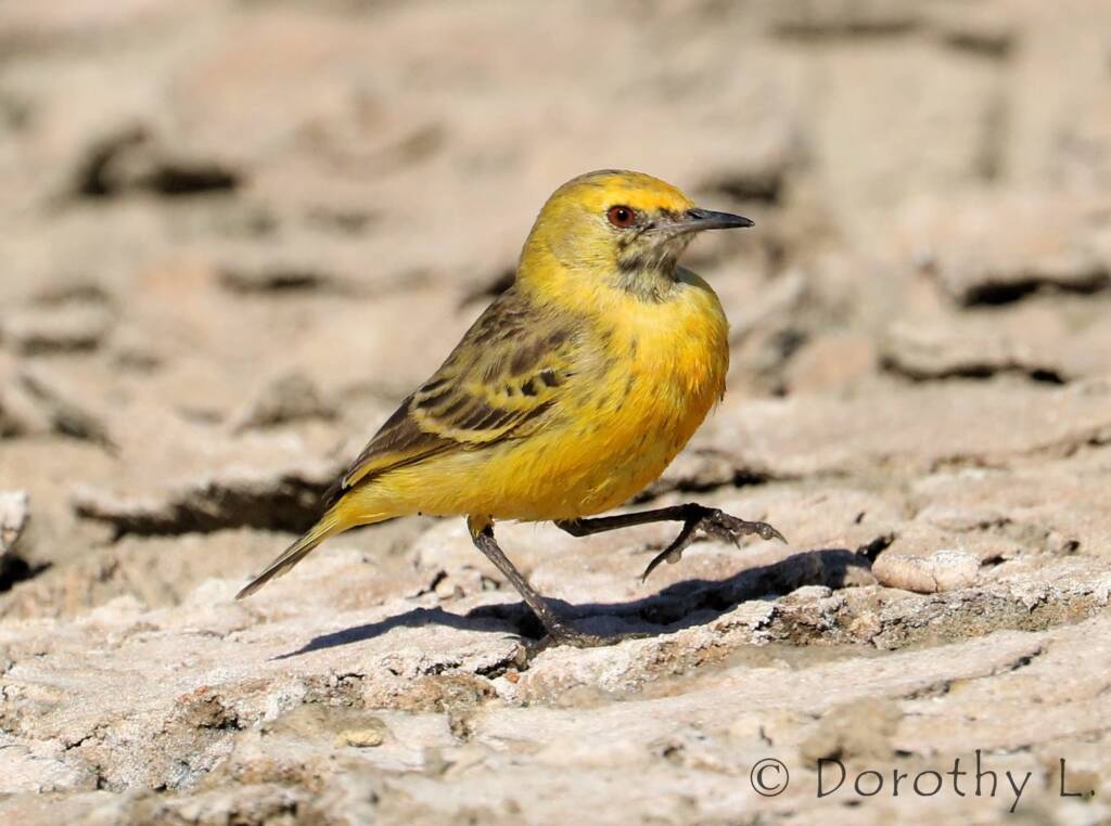 Orange Chat (Epthianura aurifrons)
