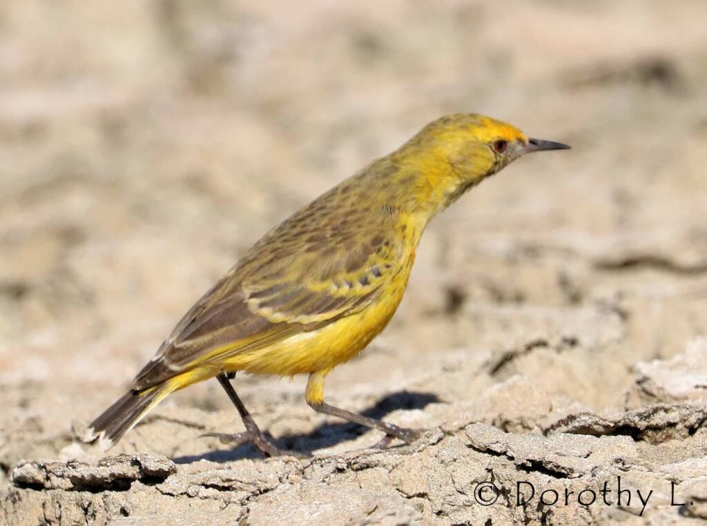 Orange Chat (Epthianura aurifrons)