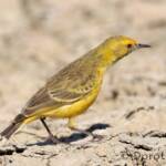 Orange Chat (Epthianura aurifrons)