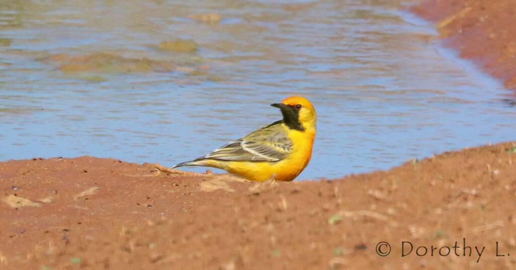 Orange Chat (Epthianura aurifrons)