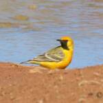 Orange Chat (Epthianura aurifrons)