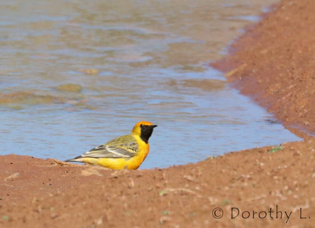 Orange Chat (Epthianura aurifrons)