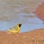 Orange Chat (Epthianura aurifrons)