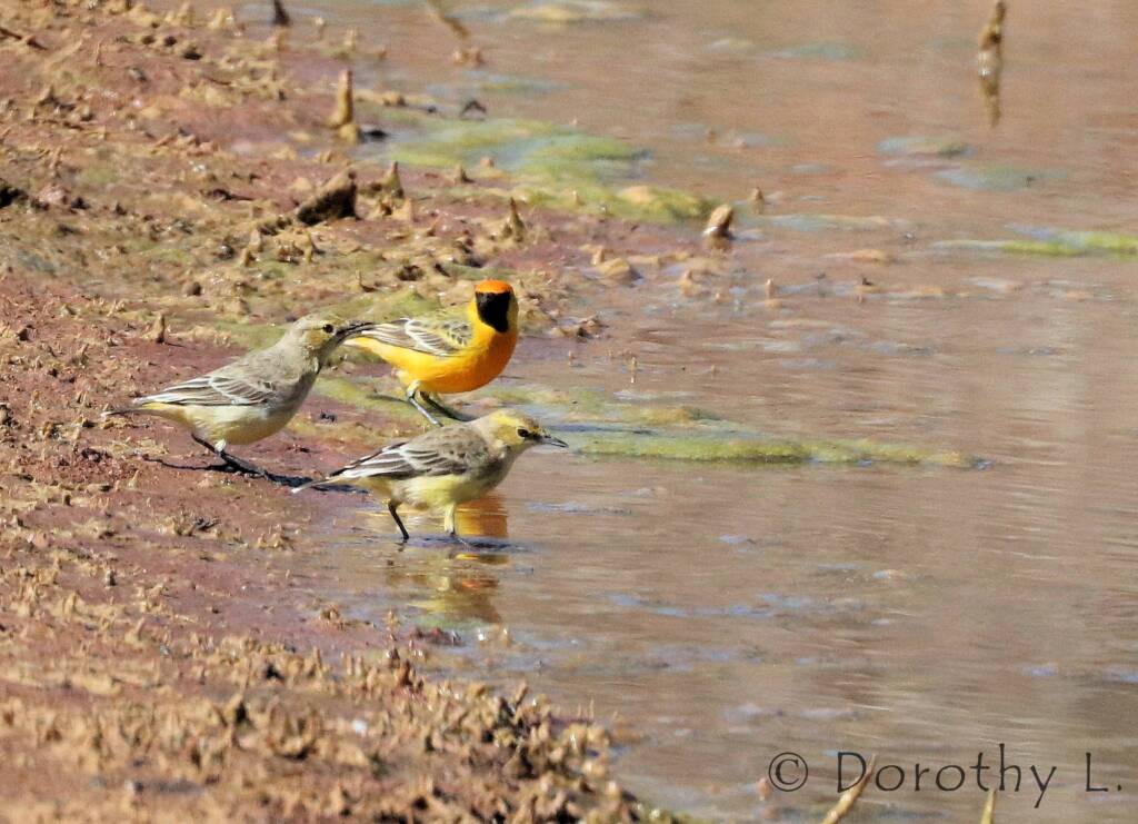 Orange Chat (Epthianura aurifrons)