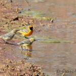 Orange Chat (Epthianura aurifrons)