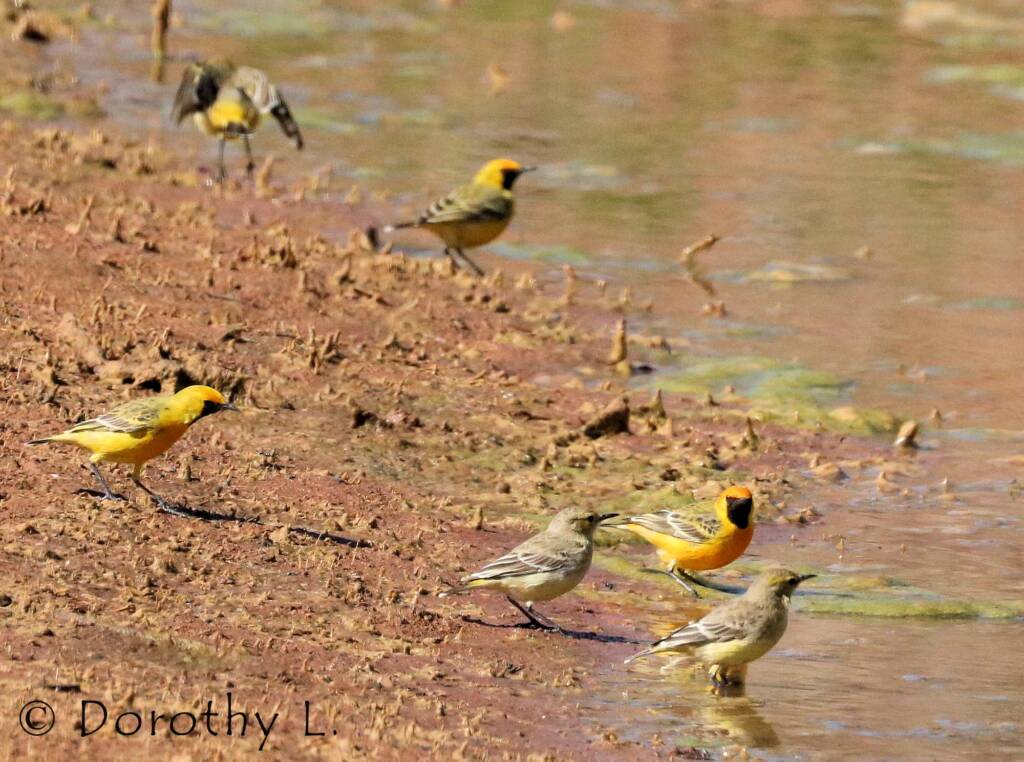 Orange Chat (Epthianura aurifrons)