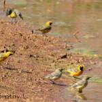 Orange Chat (Epthianura aurifrons)