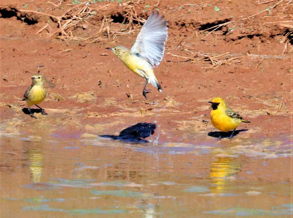 Orange Chat (Epthianura aurifrons)