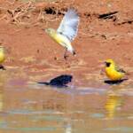 Orange Chat (Epthianura aurifrons)