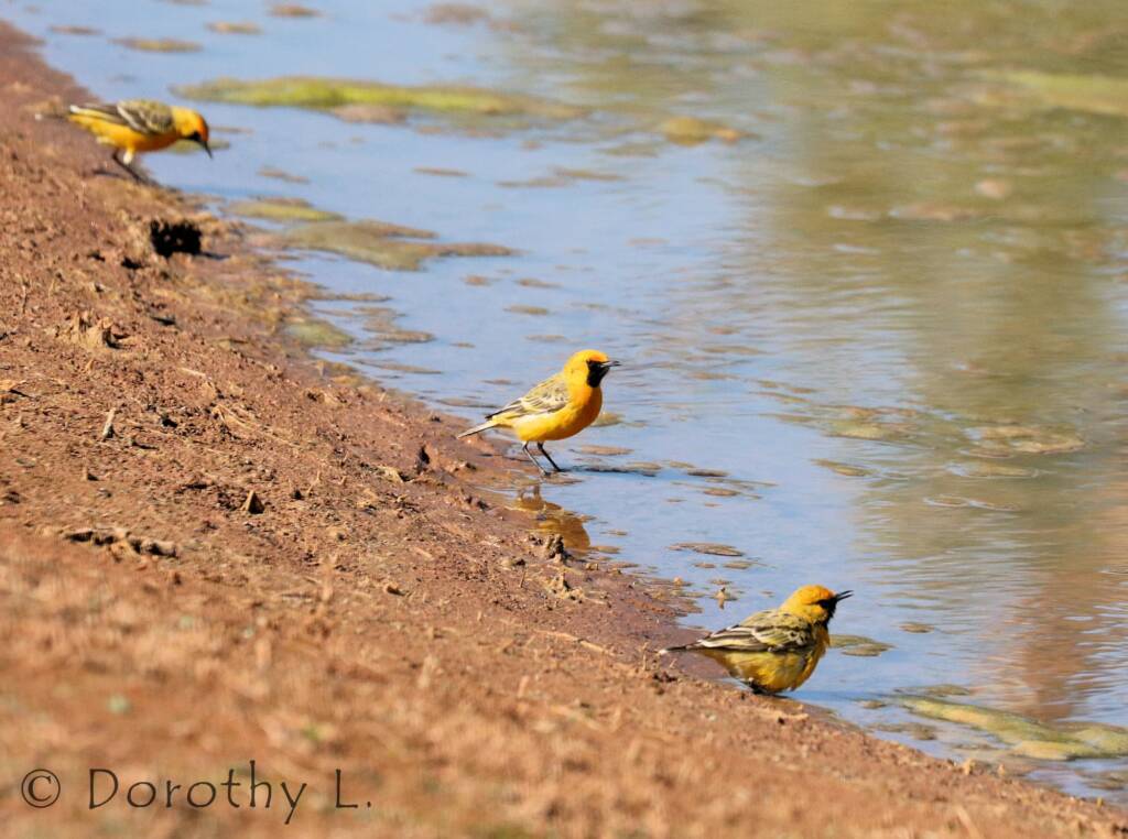 Orange Chat (Epthianura aurifrons)