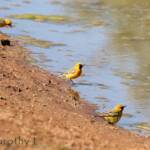 Orange Chat (Epthianura aurifrons)