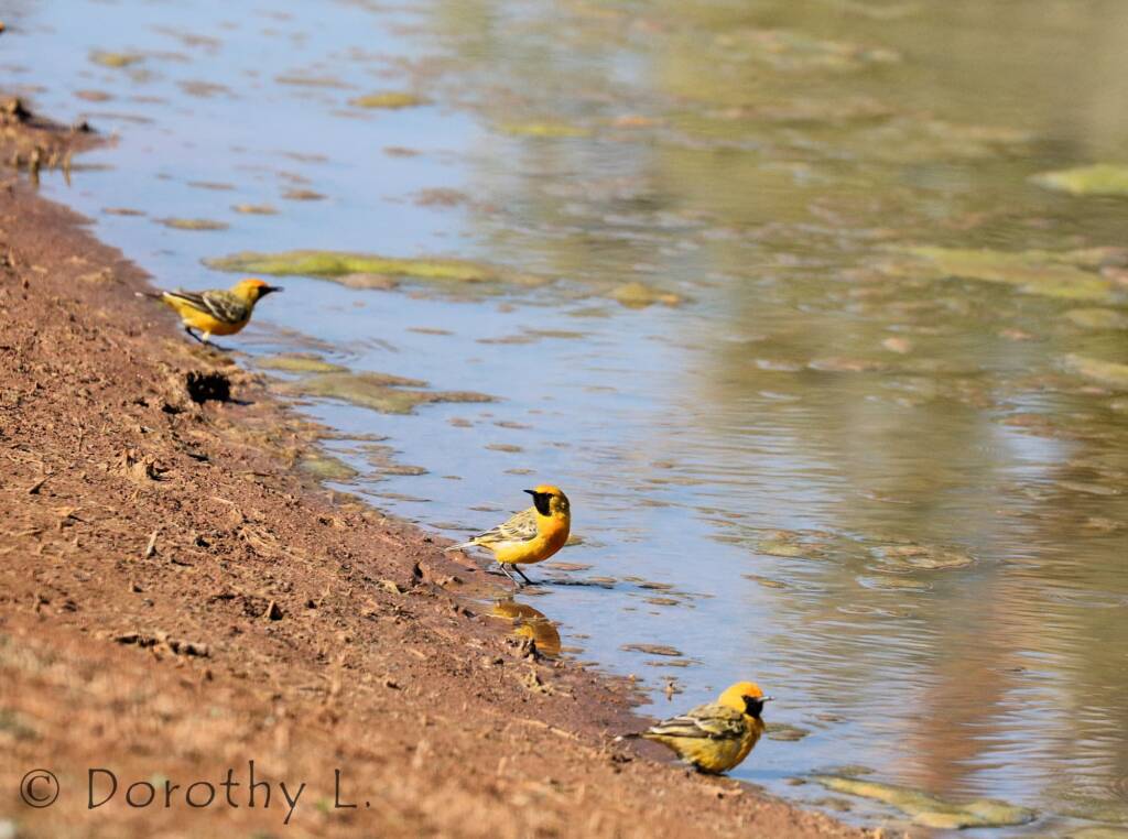 Orange Chat (Epthianura aurifrons)