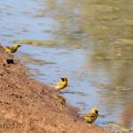Orange Chat (Epthianura aurifrons)