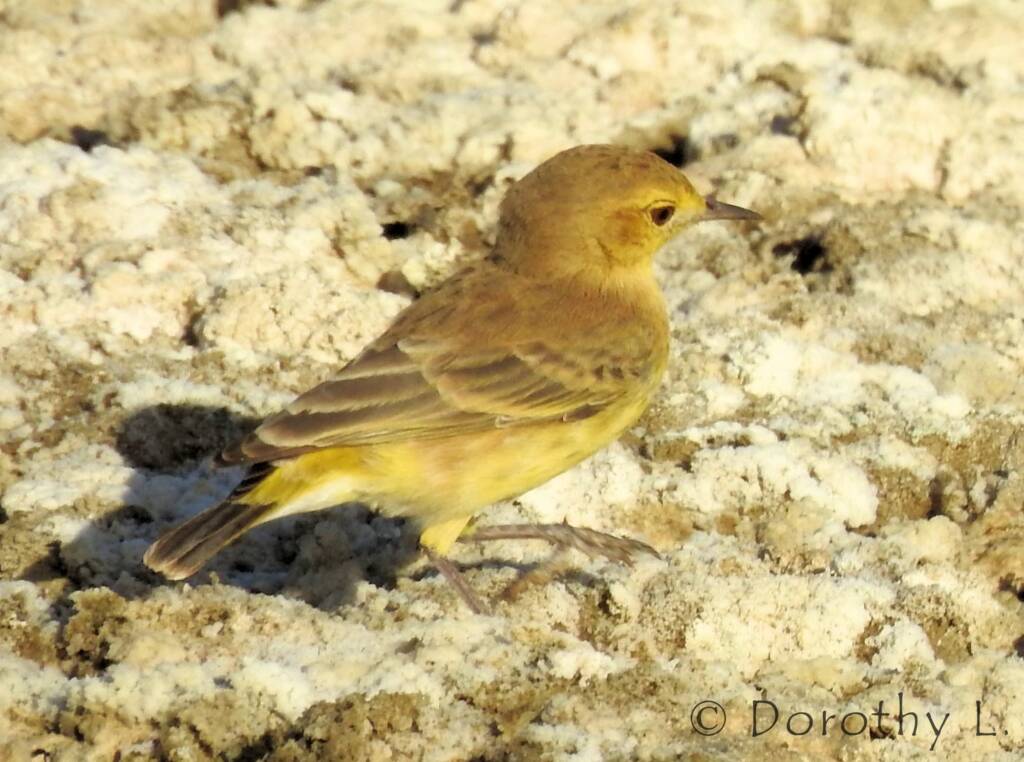 Orange Chat (Epthianura aurifrons)