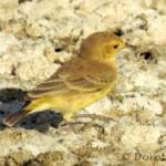 Orange Chat (Epthianura aurifrons)