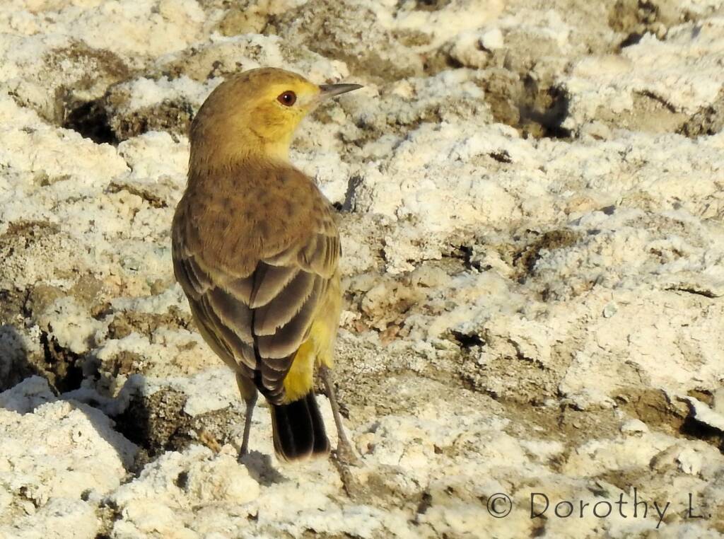 Orange Chat (Epthianura aurifrons)