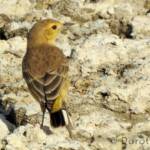 Orange Chat (Epthianura aurifrons)