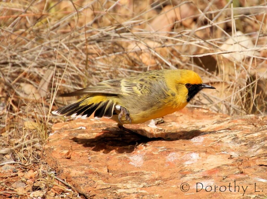 Orange Chat (Epthianura aurifrons), Alice Springs Desert Park