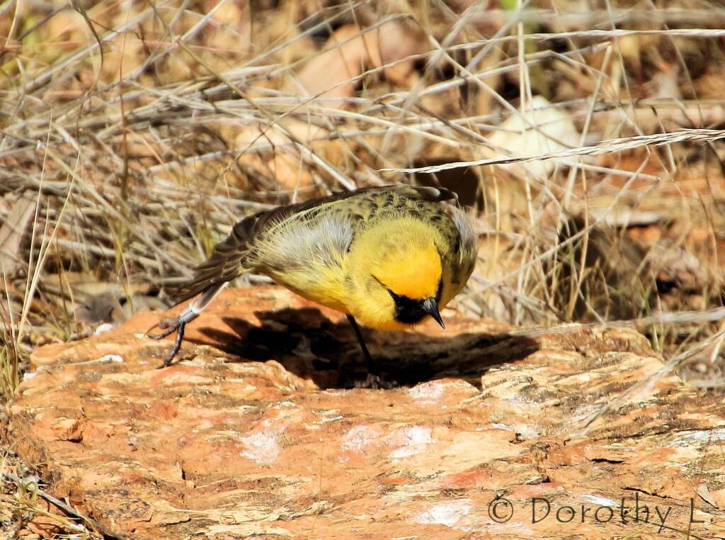Orange Chat (Epthianura aurifrons), Alice Springs Desert Park